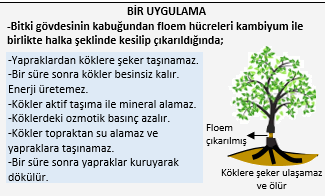 Kabuğu halka şeklinde çıkarılmış gövde madde taşınması